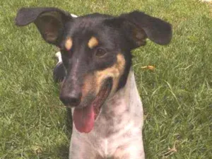 Cachorro raça MESTIÇO DE FOX PAULISTINHA idade 7 a 11 meses nome CALVIM