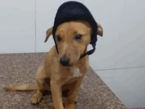 Cachorro raça SRD idade 2 a 6 meses nome Thor