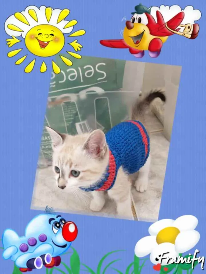 Gato ra a Srd idade Abaixo de 2 meses nome Joe