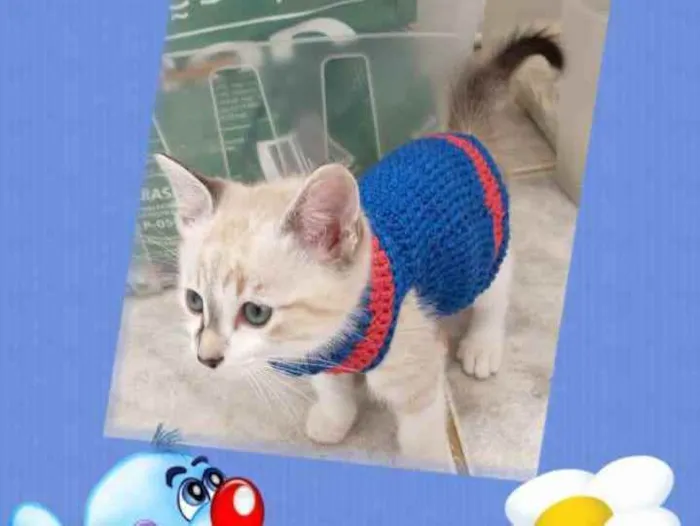 Gato ra a Srd idade Abaixo de 2 meses nome Joe