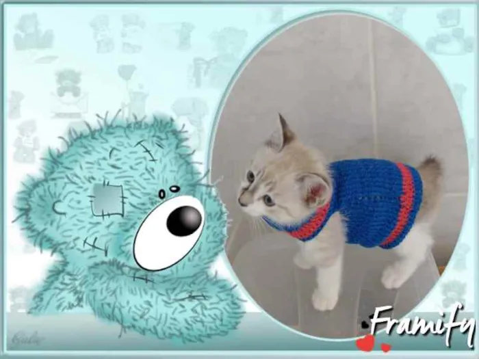 Gato ra a Srd idade Abaixo de 2 meses nome Joe