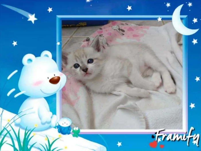 Gato ra a Srd idade Abaixo de 2 meses nome Joe