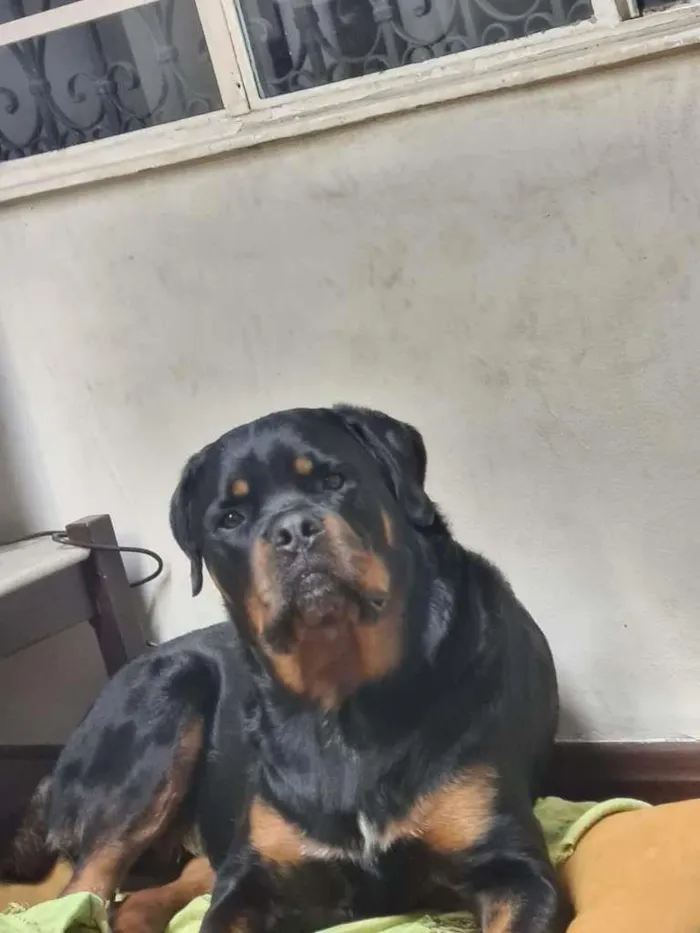 Cachorro raça Rottweiler idade 2 anos nome Rocky