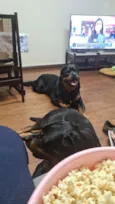Cachorro raça Rottweiler idade 2 anos nome Rocky