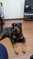 Cachorro raça Rottweiler idade 2 anos nome Rocky