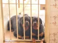 Cachorro raça Rottweiler idade 2 anos nome Rocky