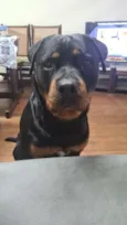 Cachorro raça Rottweiler idade 2 anos nome Rocky