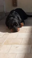 Cachorro raça Rottweiler idade 2 anos nome Rocky