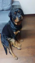 Cachorro raça Rottweiler idade 2 anos nome Rocky