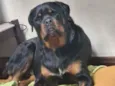 Cachorro raça Rottweiler idade 2 anos nome Rocky