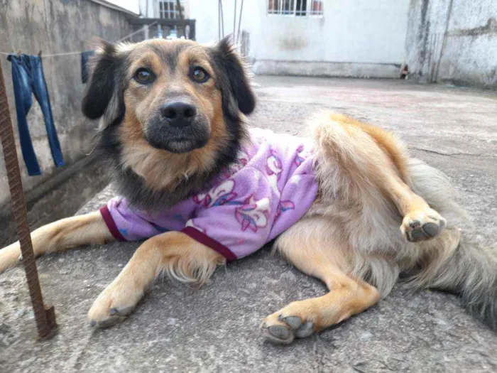 Cachorro ra a Vira Lata  idade 1 ano nome Bolinho