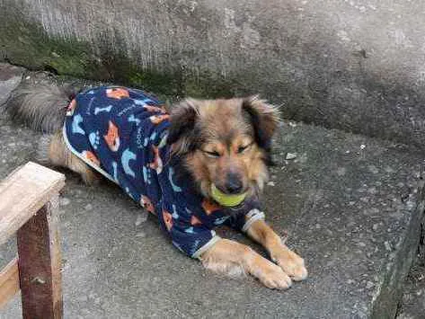 Cachorro ra a Vira Lata  idade 1 ano nome Bolinho