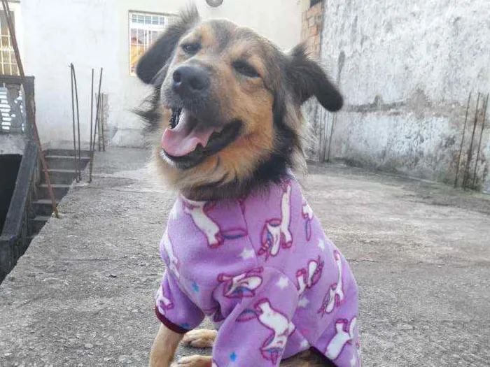 Cachorro ra a Vira Lata  idade 1 ano nome Bolinho