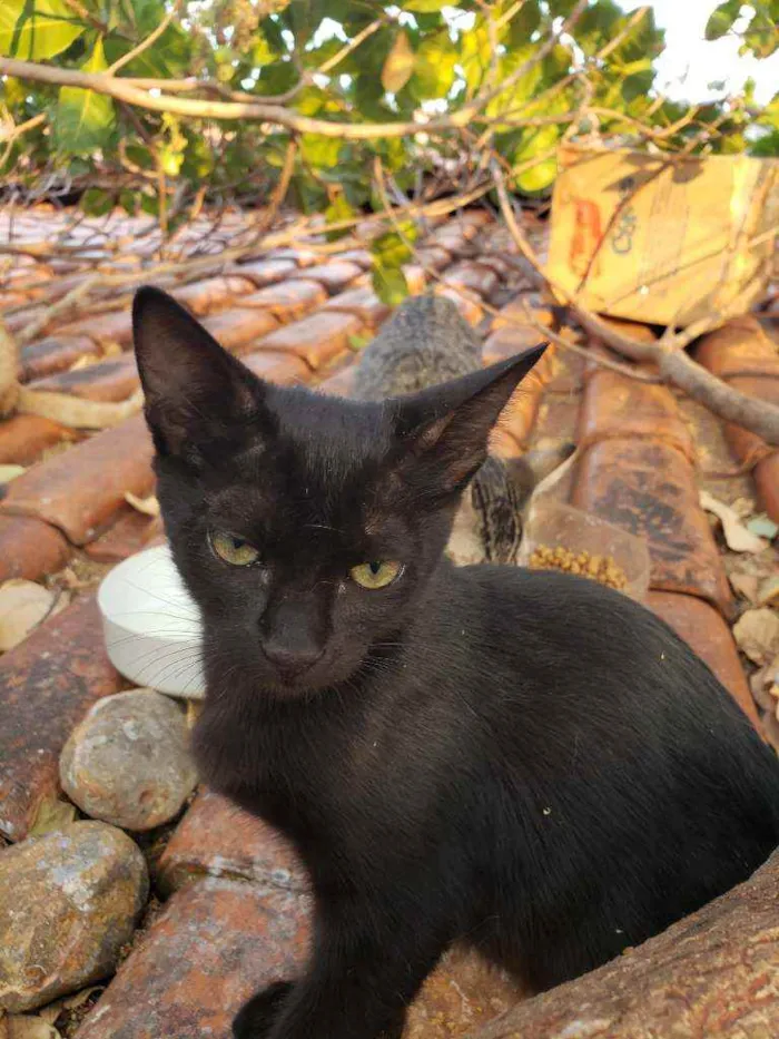 Gato raça SRD idade 7 a 11 meses nome Sem nomes