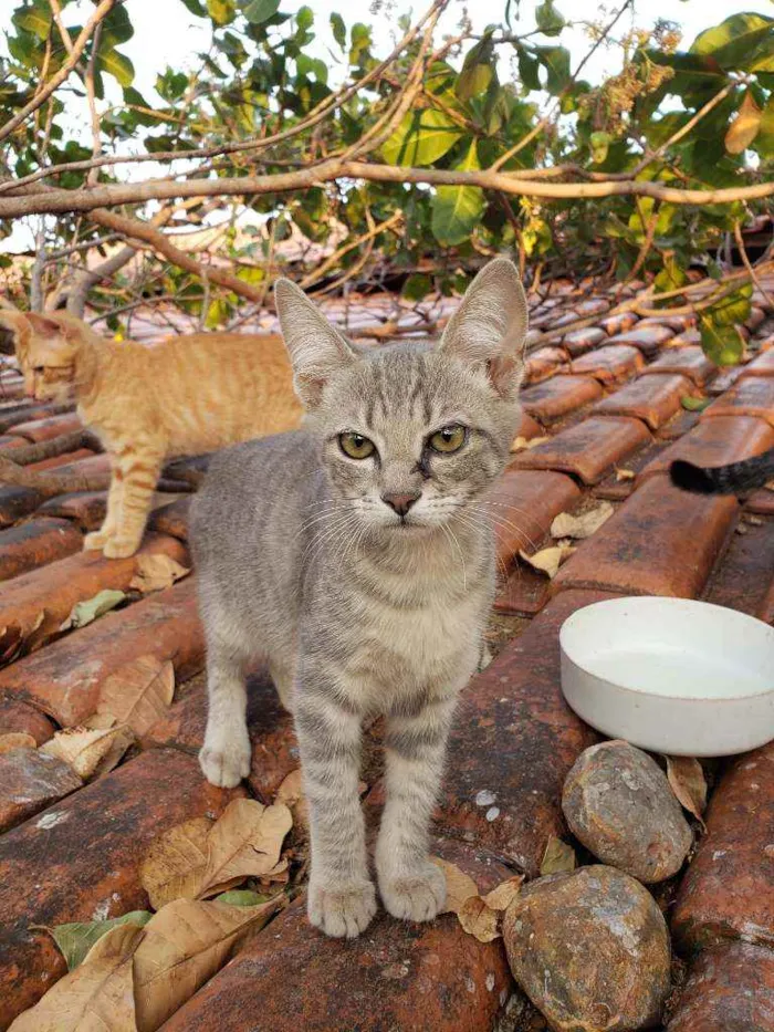 Gato raça SRD idade 7 a 11 meses nome Sem nomes