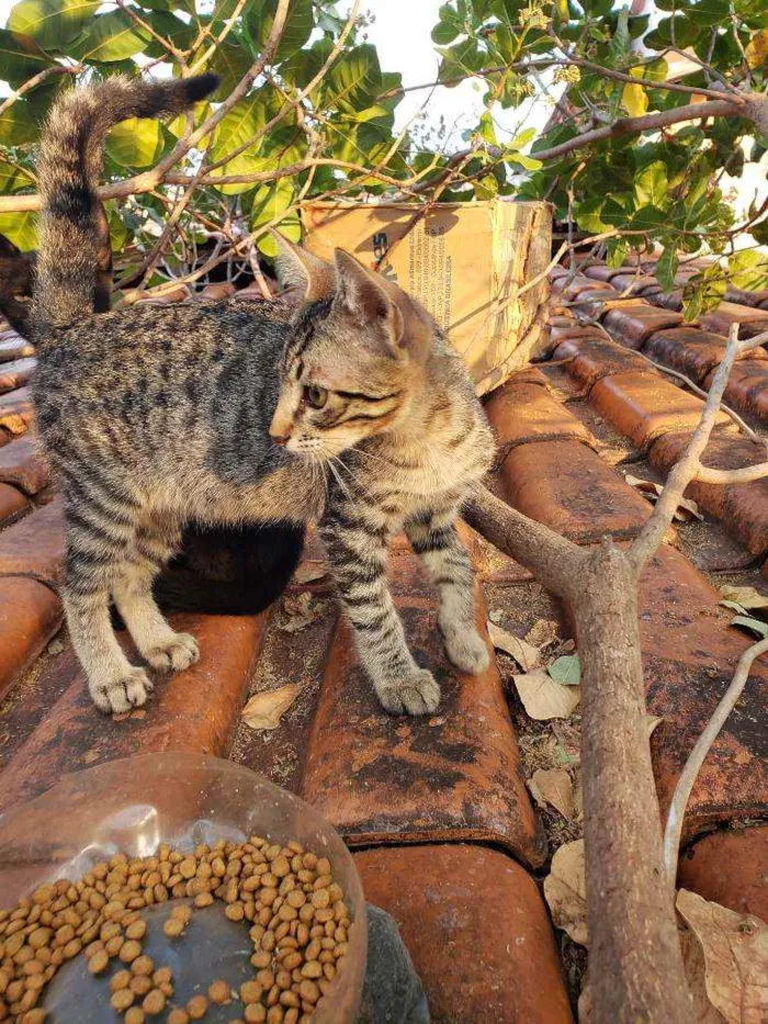 Gato raça SRD idade 7 a 11 meses nome Sem nomes