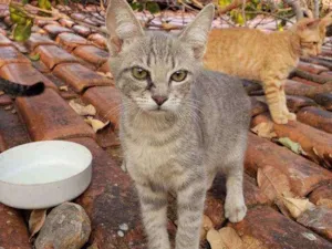Gato raça SRD idade 7 a 11 meses nome Sem nomes
