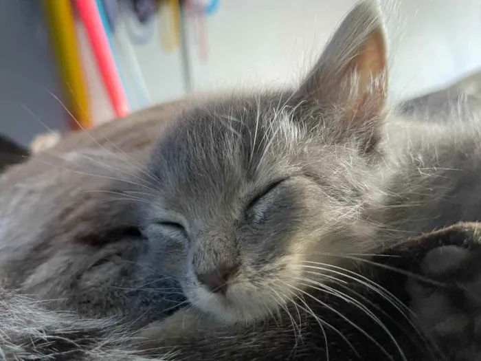 Gato ra a Sem raca  idade Abaixo de 2 meses nome Swell