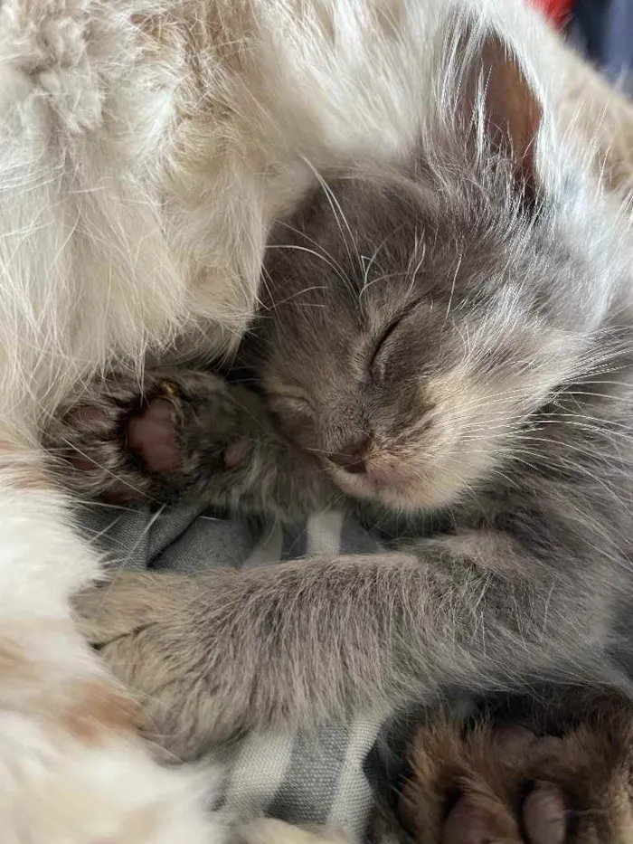 Gato ra a Sem raca  idade Abaixo de 2 meses nome Swell
