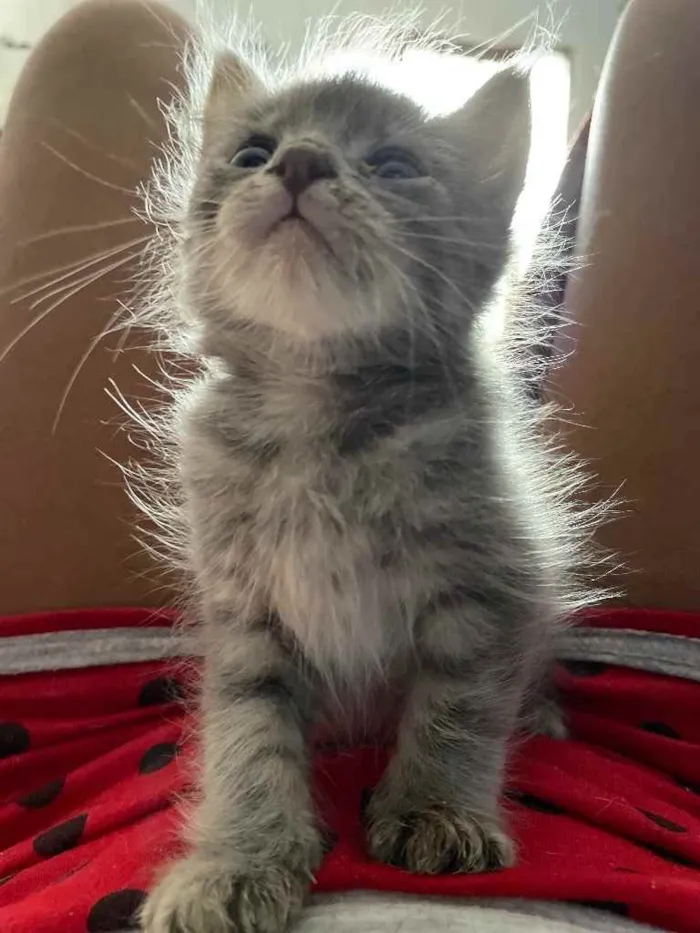Gato ra a Sem raca  idade Abaixo de 2 meses nome Swell