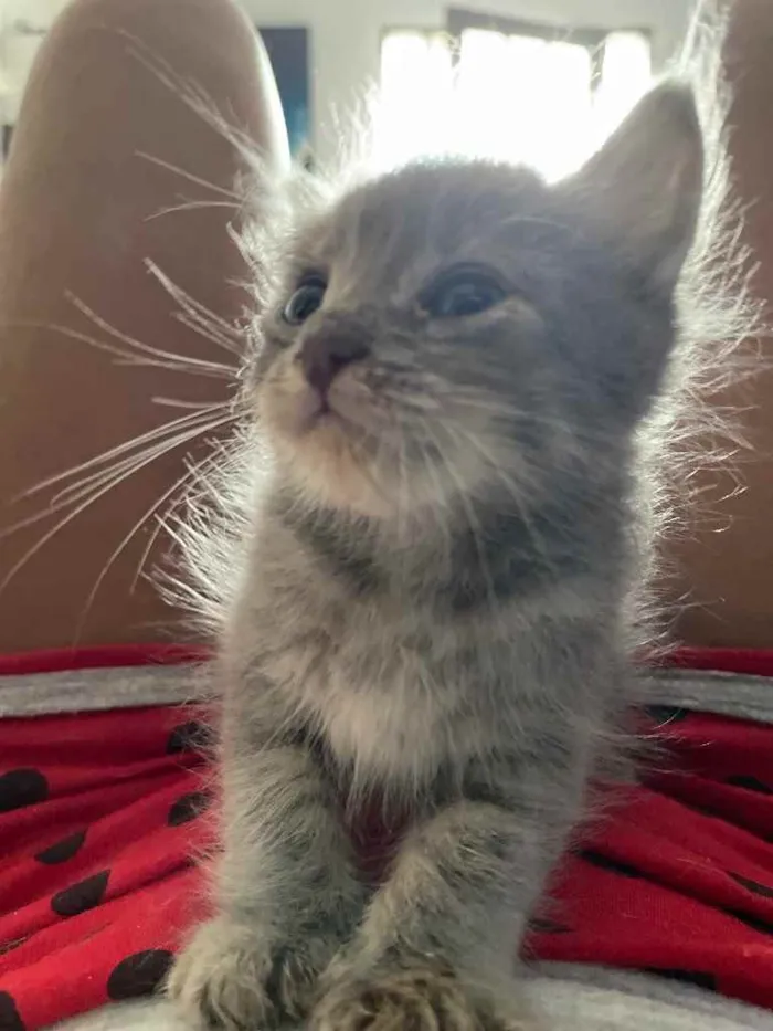 Gato ra a Sem raca  idade Abaixo de 2 meses nome Swell