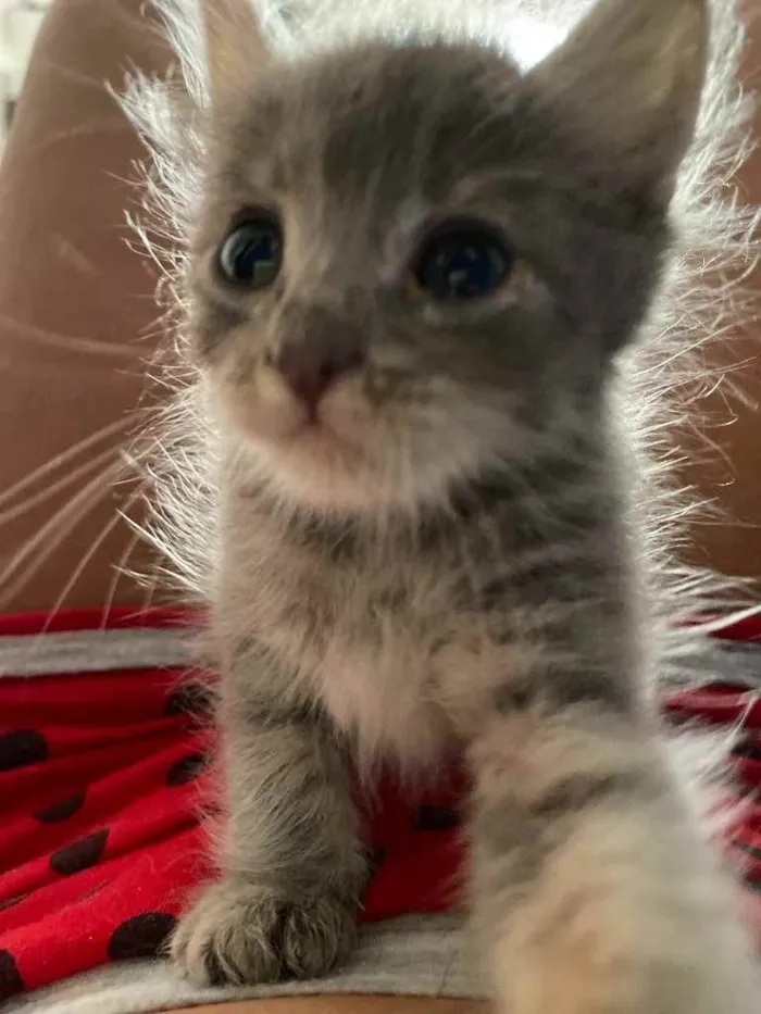 Gato ra a Sem raca  idade Abaixo de 2 meses nome Swell
