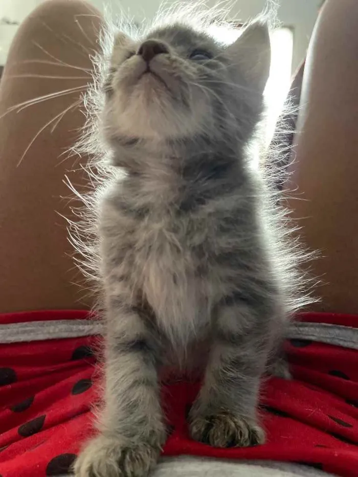 Gato ra a Sem raca  idade Abaixo de 2 meses nome Swell