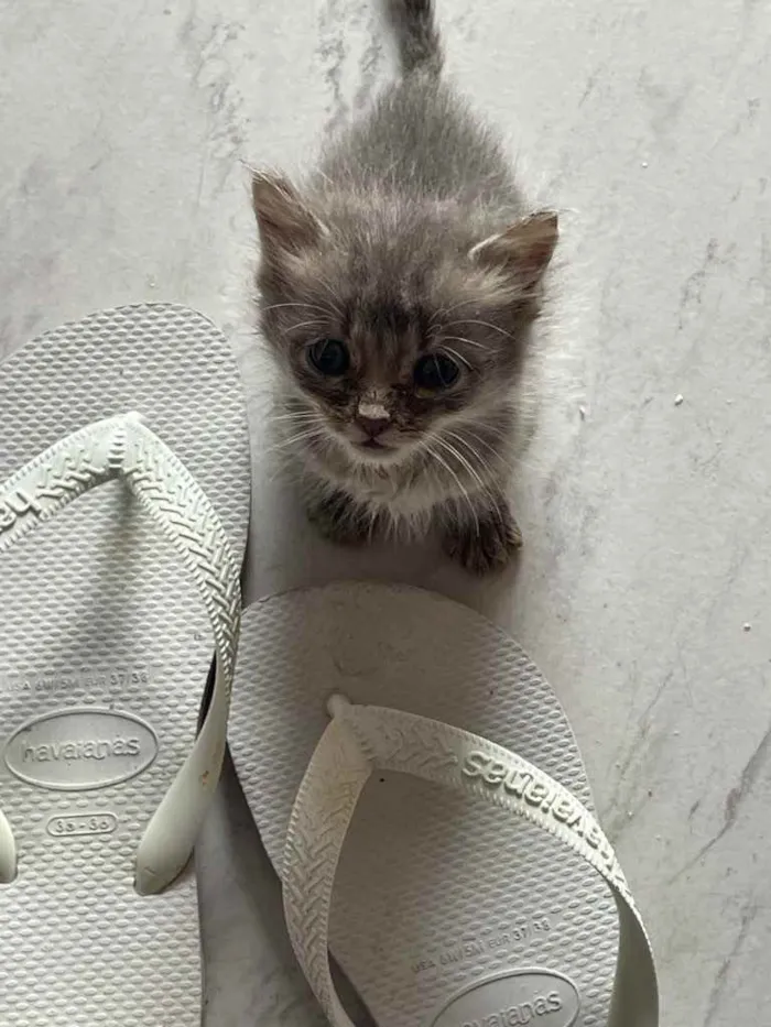 Gato ra a Sem raca  idade Abaixo de 2 meses nome Swell