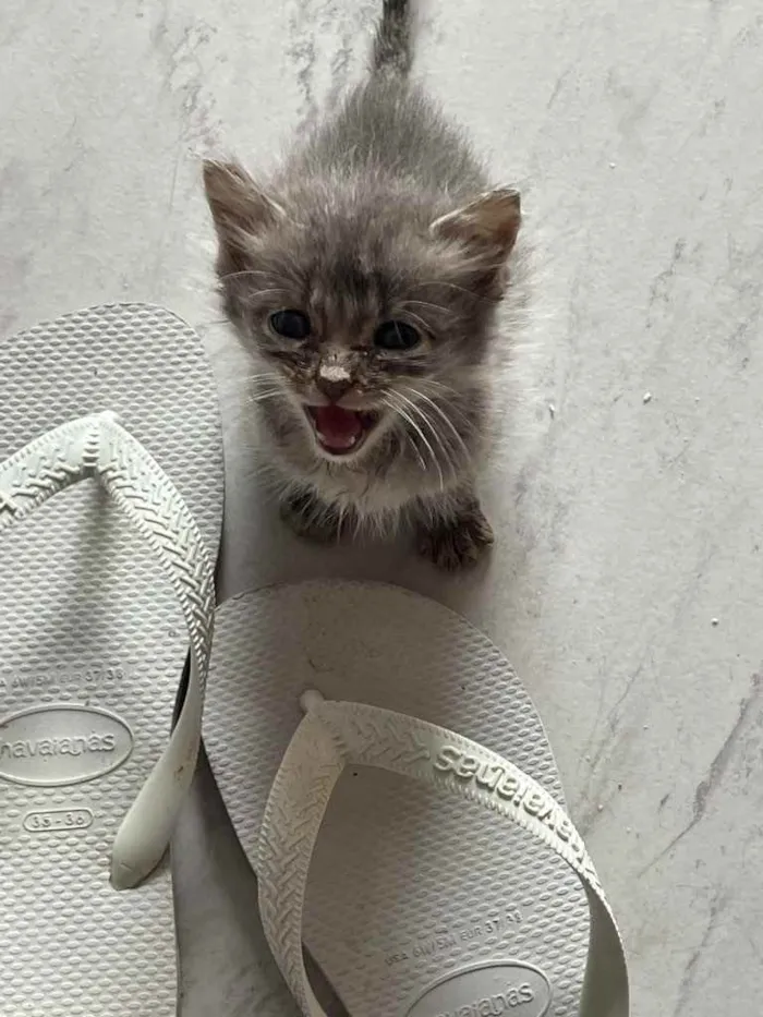 Gato ra a Sem raca  idade Abaixo de 2 meses nome Swell