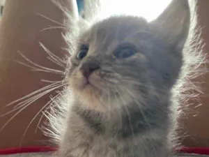 Gato raça Sem raca  idade Abaixo de 2 meses nome Swell