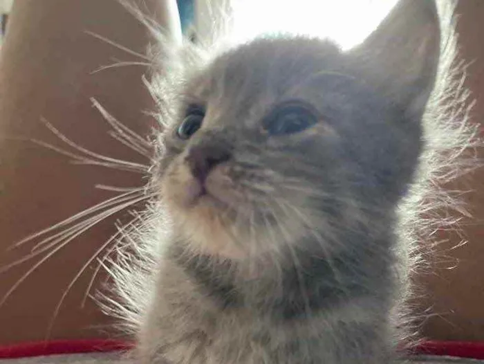 Gato ra a Sem raca  idade Abaixo de 2 meses nome Swell