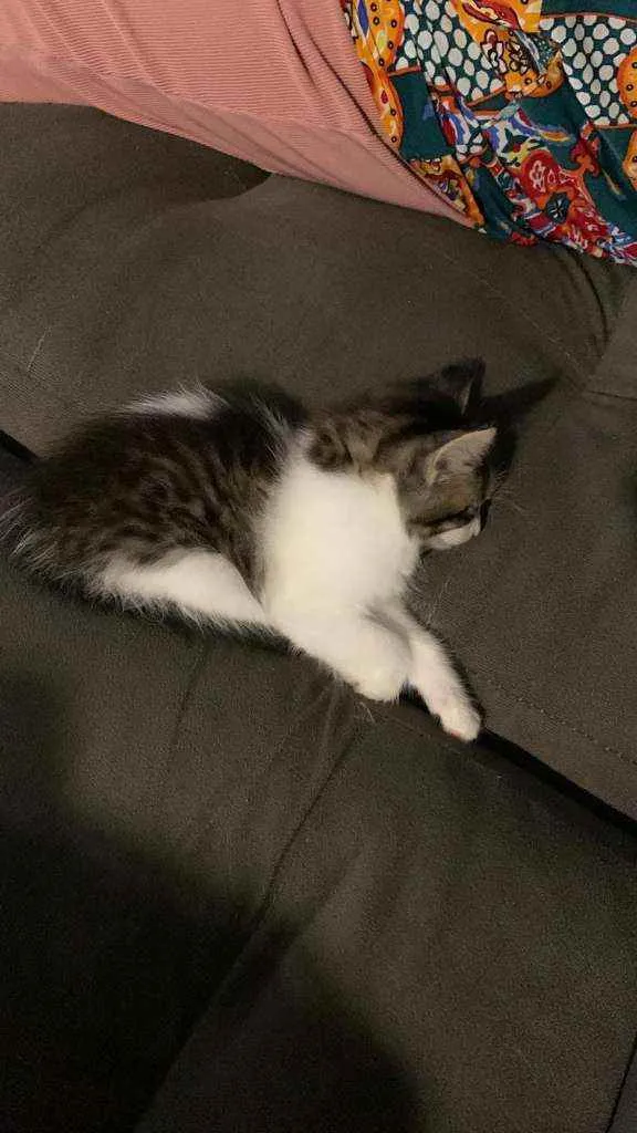 Gato ra a sem raça  idade Abaixo de 2 meses nome Jade 