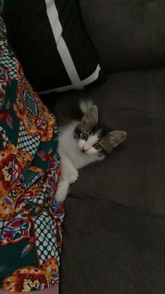 Gato ra a sem raça  idade Abaixo de 2 meses nome Jade 