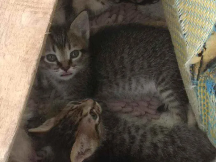Gato ra a sem raça definida idade Abaixo de 2 meses nome sem nome