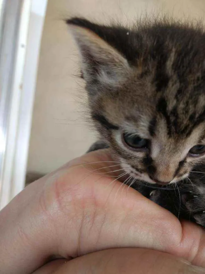Gato ra a sem raça definida idade Abaixo de 2 meses nome sem nome