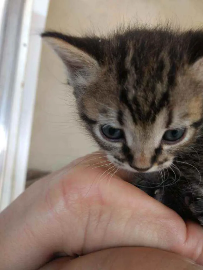 Gato ra a sem raça definida idade Abaixo de 2 meses nome sem nome