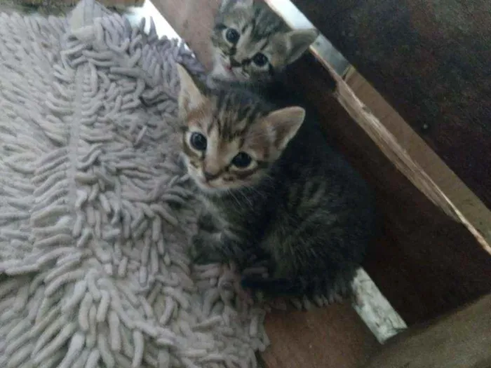 Gato ra a sem raça definida idade Abaixo de 2 meses nome sem nome