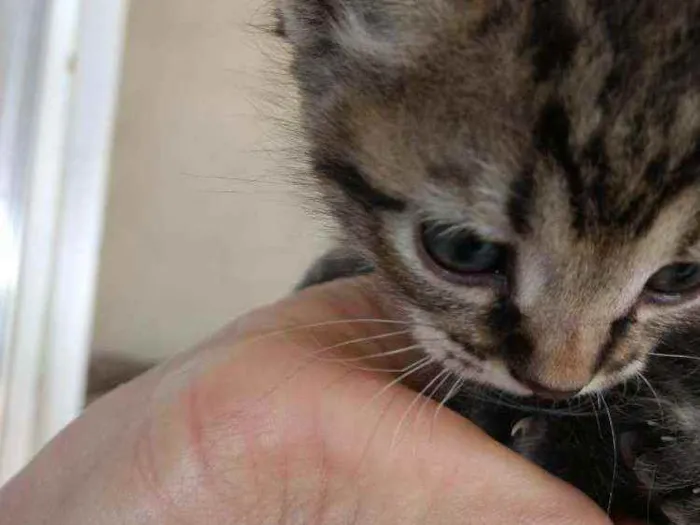 Gato ra a sem raça definida idade Abaixo de 2 meses nome sem nome