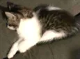 Jade 