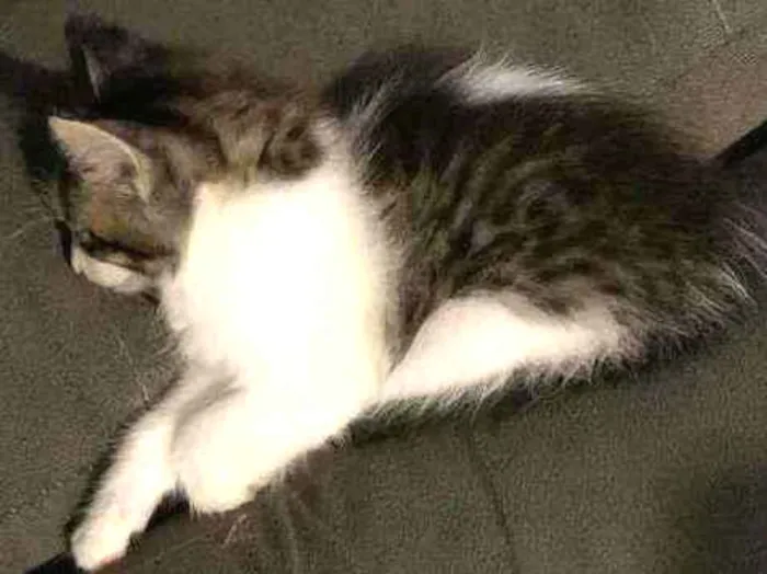 Gato ra a sem raça  idade Abaixo de 2 meses nome Jade 