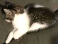 Jade