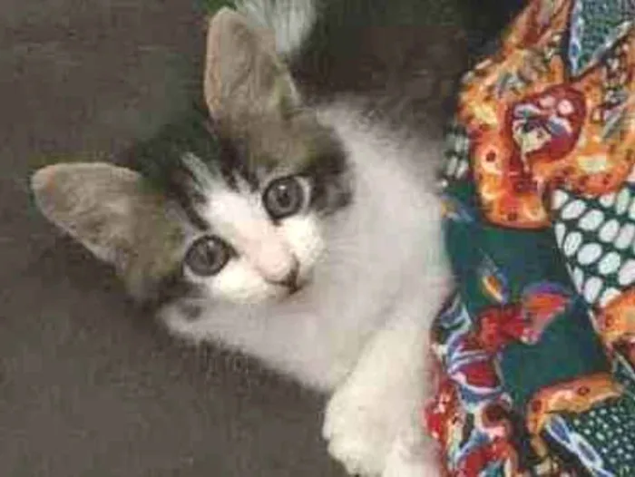 Gato ra a sem raça  idade Abaixo de 2 meses nome Jade 