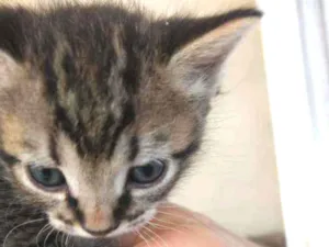 Gato raça sem raça definida idade Abaixo de 2 meses nome sem nome