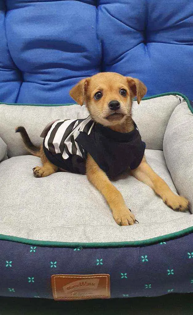 Cachorro ra a Srd idade 2 a 6 meses nome Ross