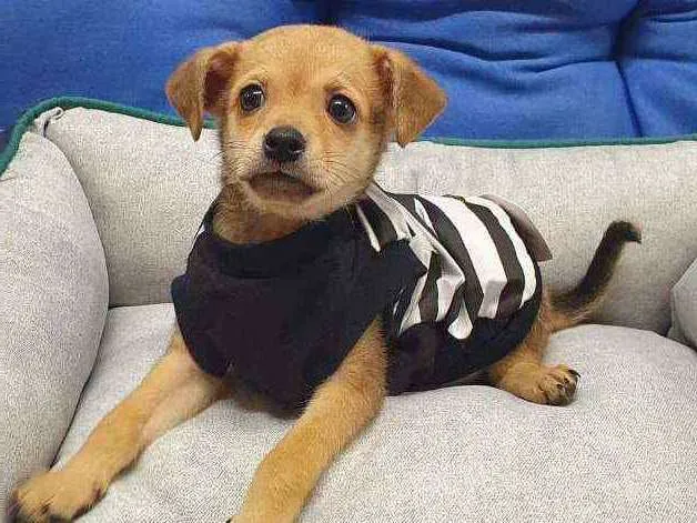 Cachorro ra a Srd idade 2 a 6 meses nome Ross