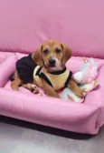 Darla