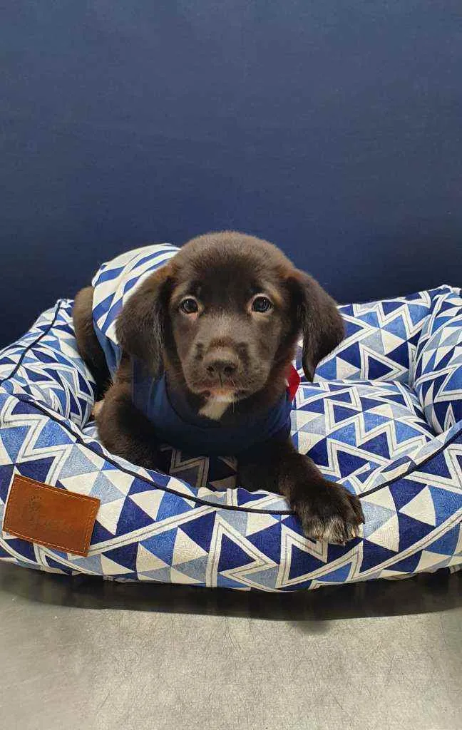 Cachorro ra a Srd idade 2 a 6 meses nome Ozzy