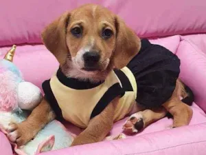 Cachorro raça Srd idade 2 a 6 meses nome Darla