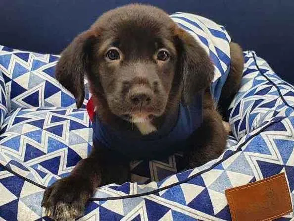 Cachorro ra a Srd idade 2 a 6 meses nome Ozzy