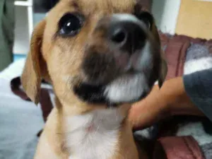 Cachorro raça Pitbull misturado idade Abaixo de 2 meses nome Isa